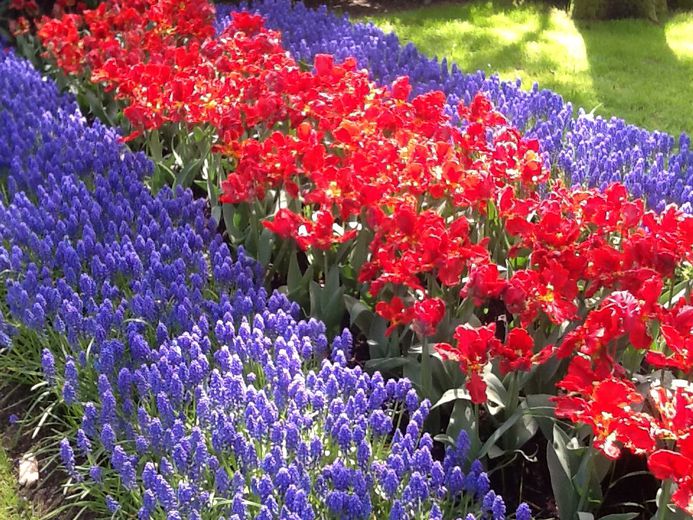 Нидерланды: парк тюльпанов - день рождения королевы - ветряные мельницы Заансе Сханс - рыбацкий посёлок Волендам