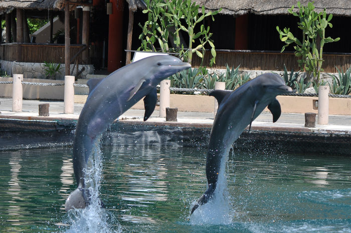 Мексика Ривьера-Майа  плавание с дельфинами