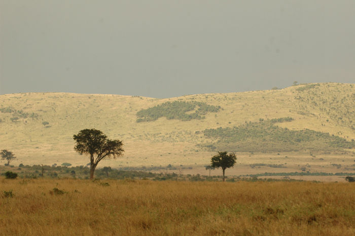 Кения отзыв о поездке в заповедник Масаи-мара