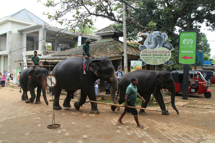 Путешествие о.Цейлон - Шри Ланка отзыв